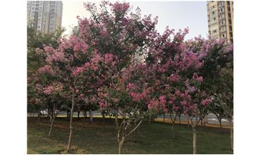 夏秋季節(jié)，錫城首次驚現(xiàn)紫薇花開美景